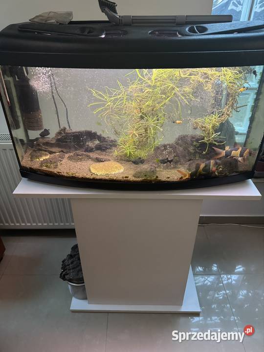 Akwarjum 105 L i 25L z rybami Warszawa sprzedam