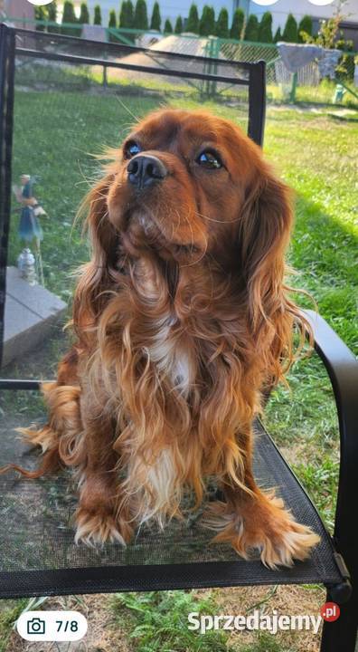Cavalier king charls spaniel mazowieckie Wolica