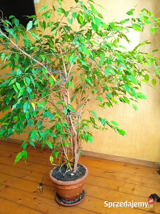 beniaminek Nowa Ruda