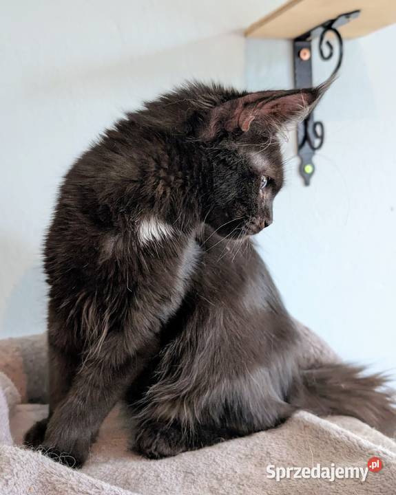 Kocięta Maine Coon z hodowli FIFe FPL rodowód Wrocław