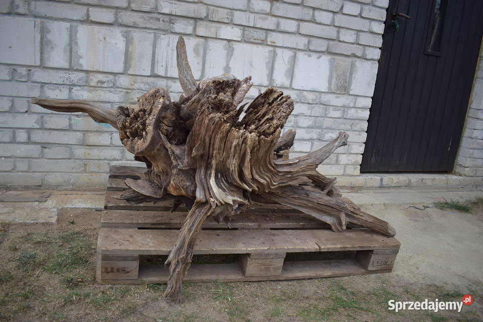 Korzeń ozdobny do ogrodu Dekoracje ogrodowe świętokrzyskie Połaniec