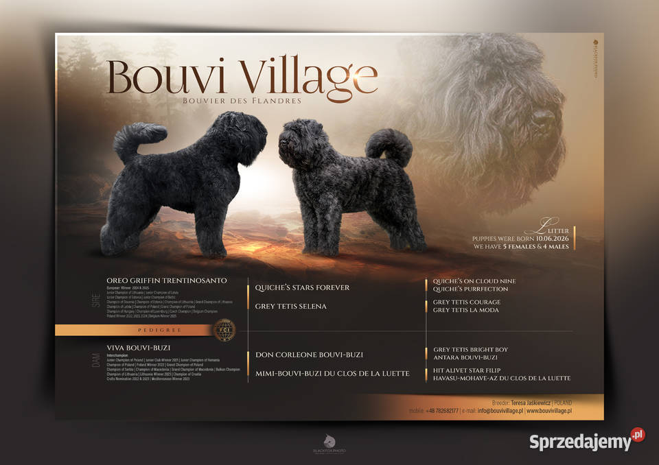 Bouvier des Flandres szczenięta Cuple