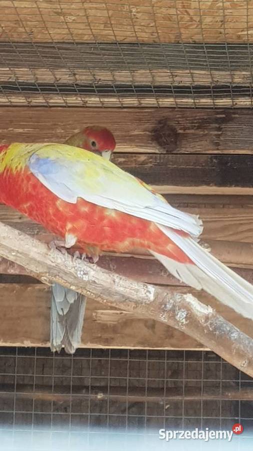 Rozella królewska Stare Babice