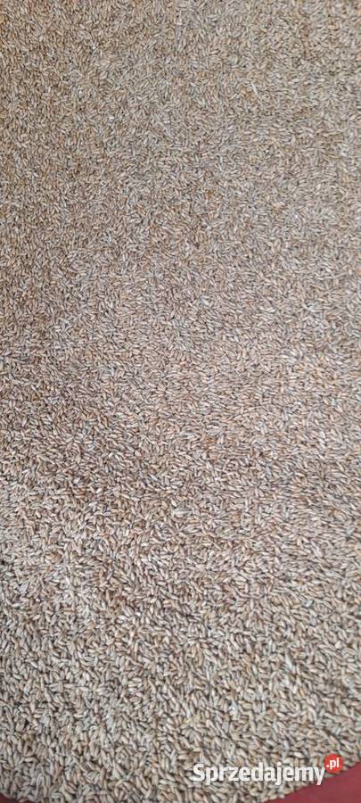 Pszenżyto ozime Zboża Krasnystaw