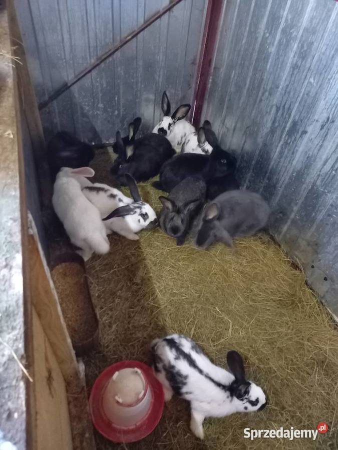 sprzedm kroliki kujawsko-pomorskie Włocławek