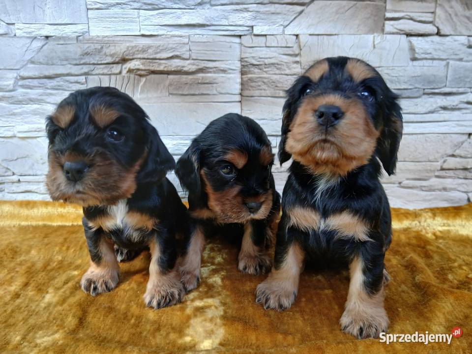 Śliczne Szczenięta Cocker Spaniel Angielski Sieradz