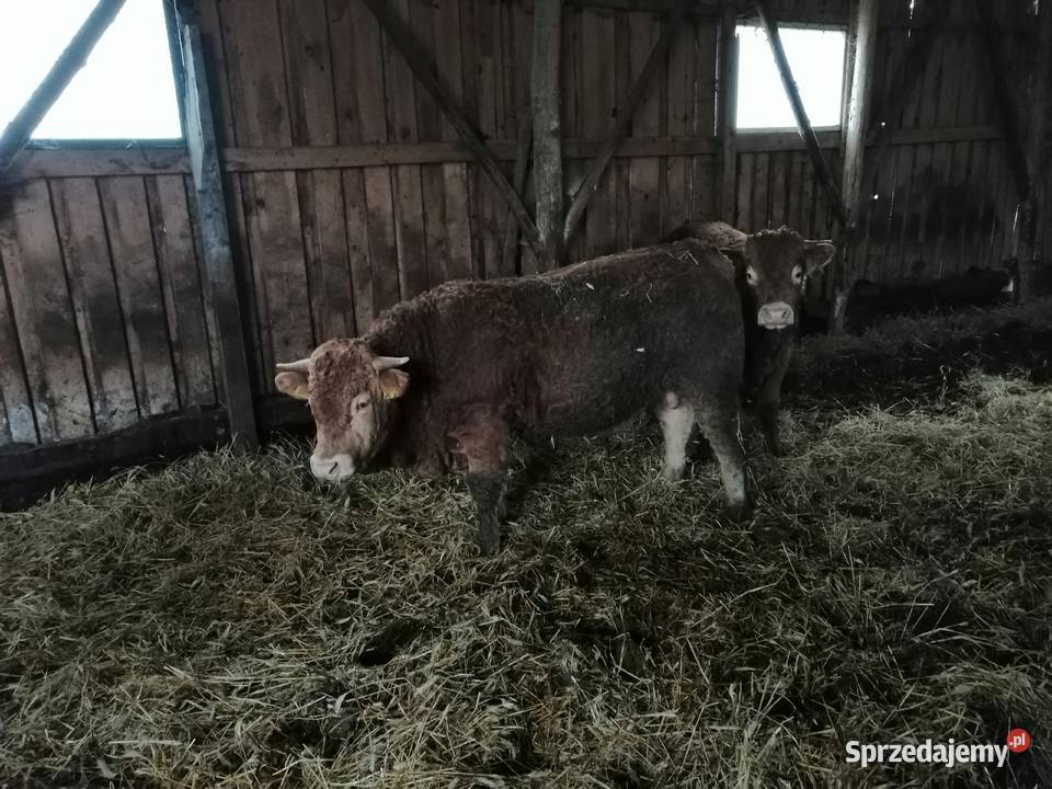 Byki 100 limousine Gołdap