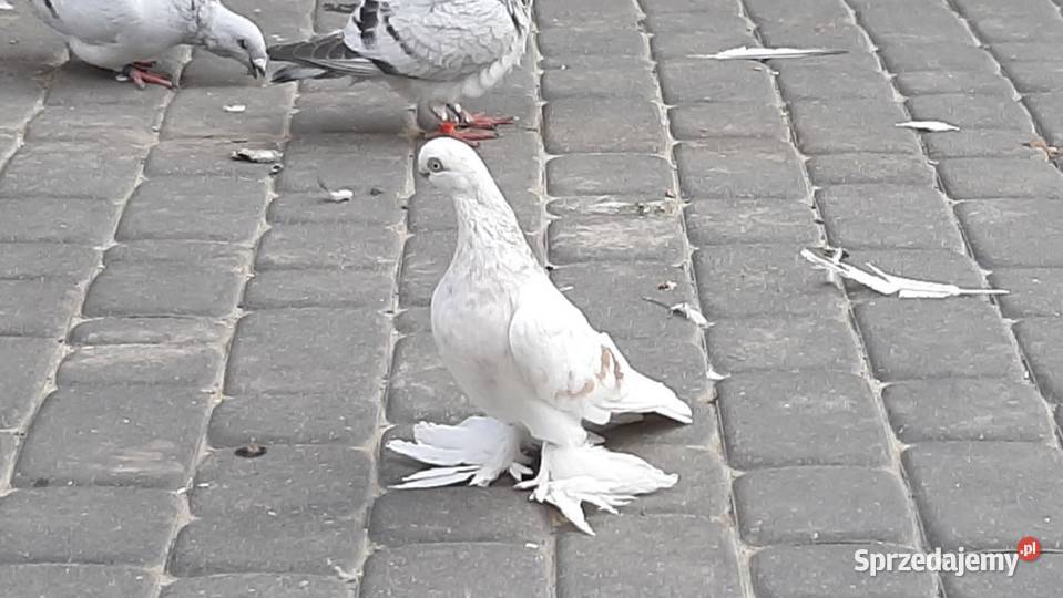 GOŁĘBIEBLAUWINDRY Ptaki sprzedam