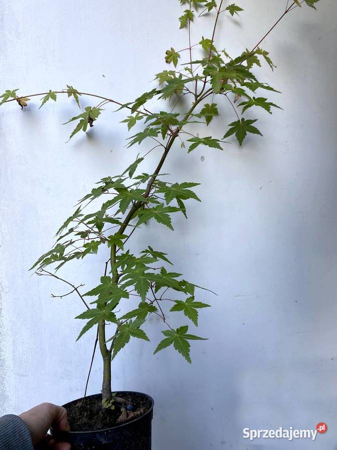 KLON PALMOWY do ogródka sadzonka 80 Kraków