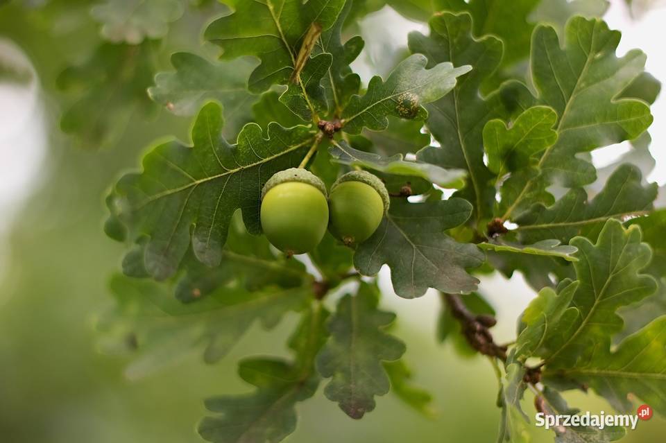Dąb szypułkowy Quercus robur obwód 1820 z gruntu sprzedam