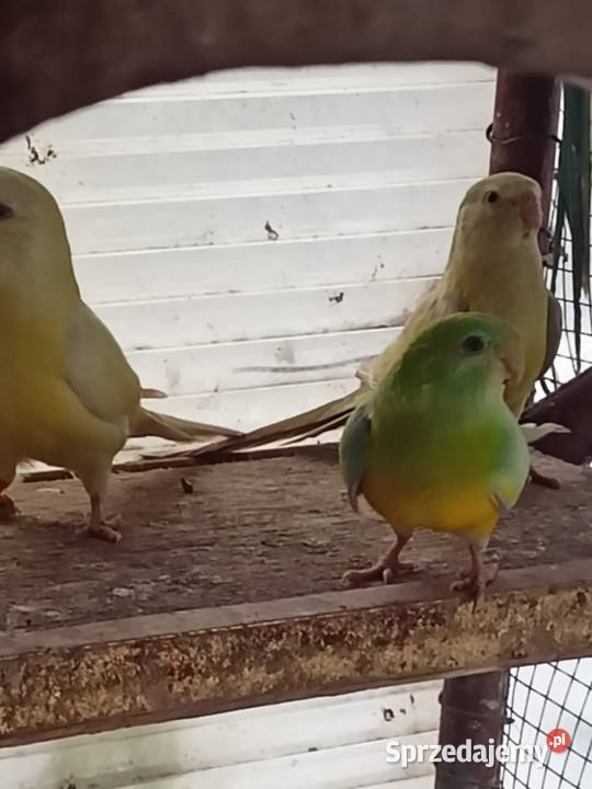 Papugi Dorosłe Ślask Czechowice-Dziedzice