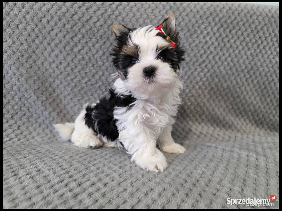 śliczne pieski Biewer York Malbork