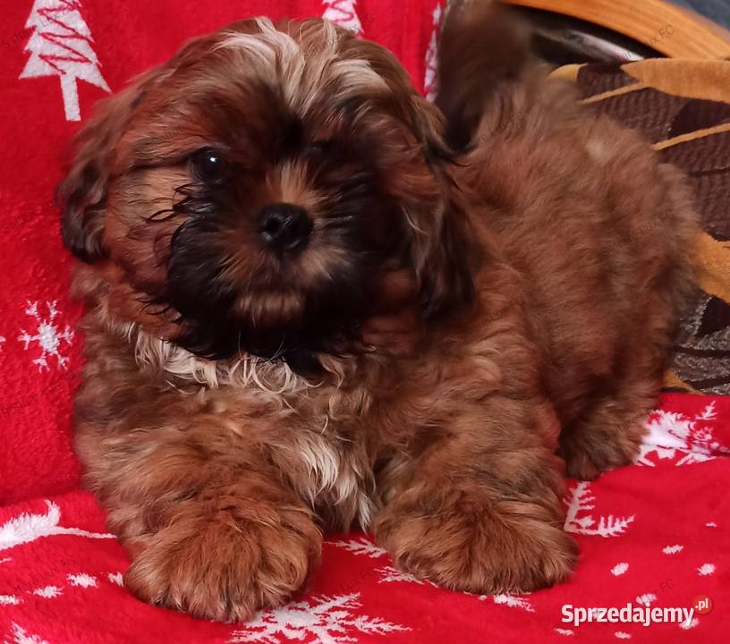 Shih tzu mała czekoladka