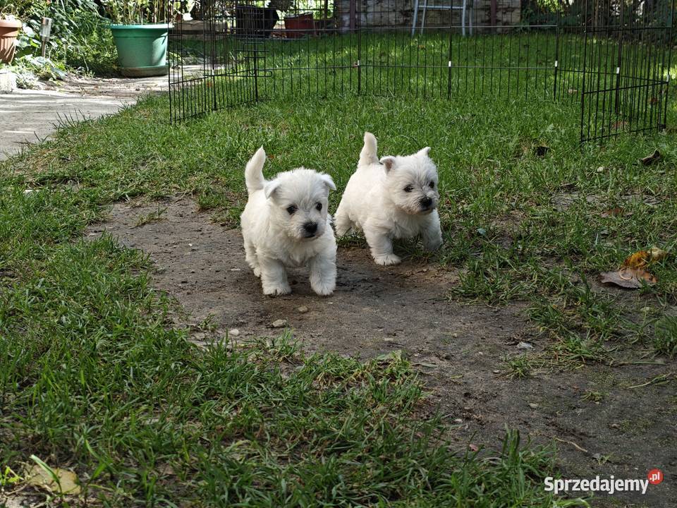 Szczenięta West Highland White Terrier terrier