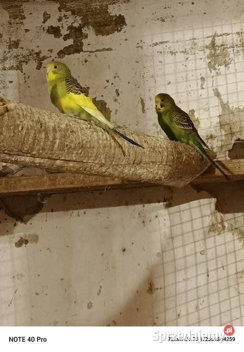 Sprzedam papugi faliste Gorzkowice