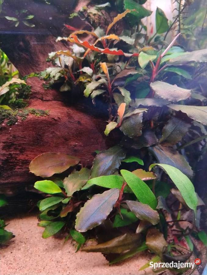 Rośliny do akwarium Bucefalandra Reinecki Kielce