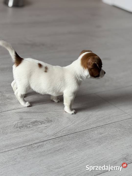 Jack Russell Terrier suczka śląskie