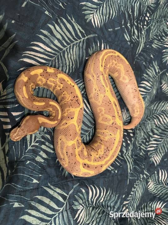 Wąż pyton krolewski Gdynia