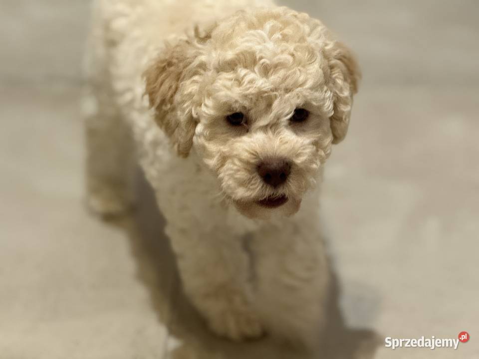 Lagotto Romagnolo pies na trufle DOGOTERAPIA zachodniopomorskie Szczecin