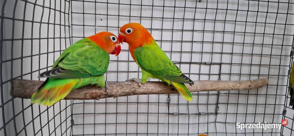 Nierozłączki Zakliczyn