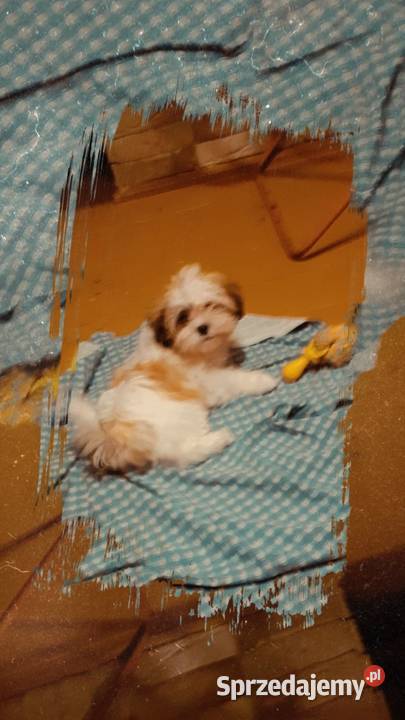 Malshi maltanczyk shih tzu Rydułtowy