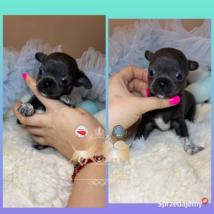 Chihuahua piesek krótkowłosy niebieski Blue