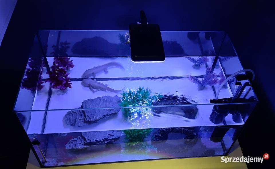 Aksolotl abystoma meksykańska Gady i płazy Ruda Śląska