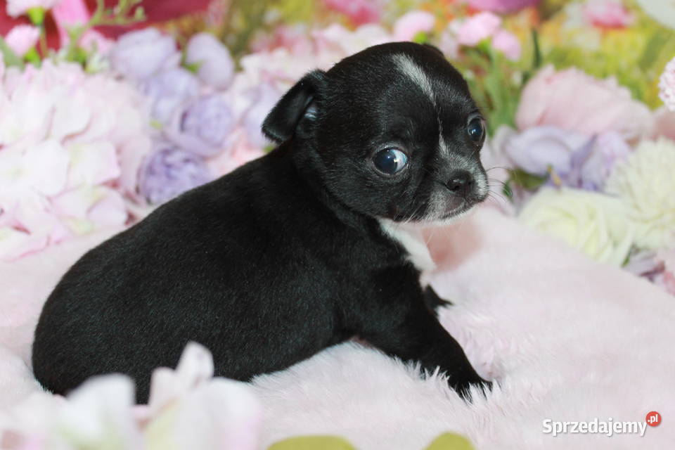 Chihuahua suczka ZKwP FCI Świnoujście sprzedam
