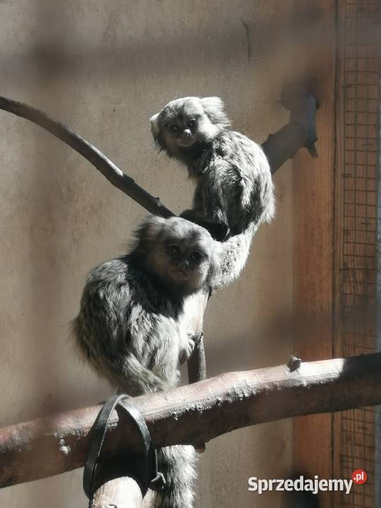 Tamarynki białouche Łódź