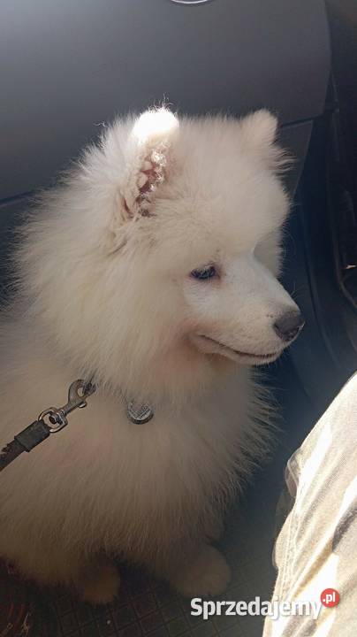 Szczeniak rasy samoyed Pozostałe Przemków