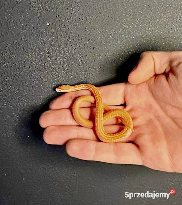 Młode Węże mahoniowe albino małopolskie Kraków