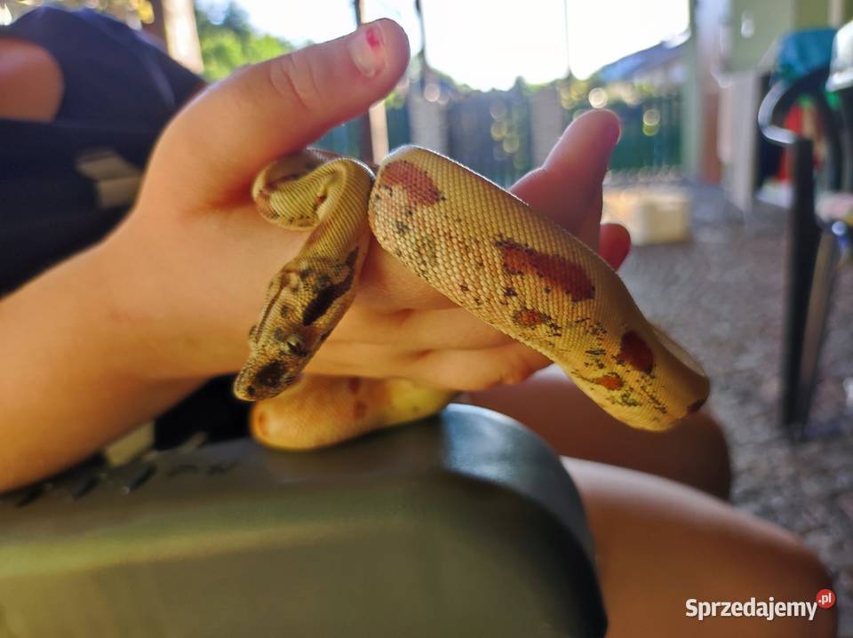 Sprzedam parę boa cesarski Myszków sprzedam