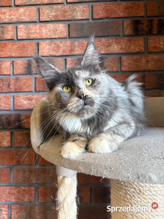 Kotka Maine Coon Inez Maine Coon Szembruk sprzedam