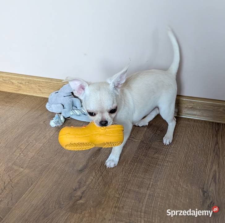 Piesek chihuahua kremowy Złaków Borowy