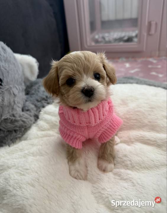 Maltipoo malutka dziewczynka
