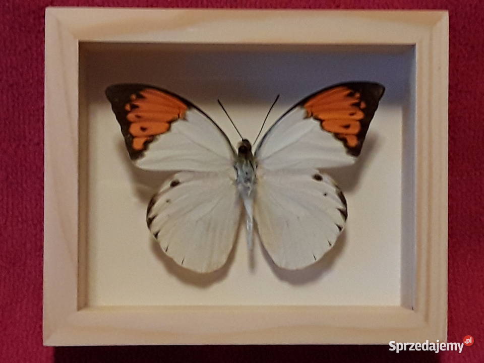 Motyl w ramce 12 x10 Hebomoia glaucippe Szczecin
