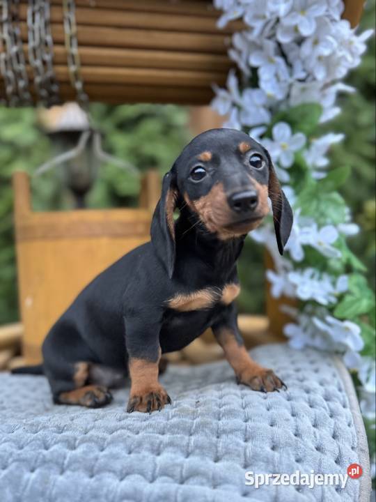 Cudowna sunia Jamnik miniaturowy standard czarno Kraków sprzedam