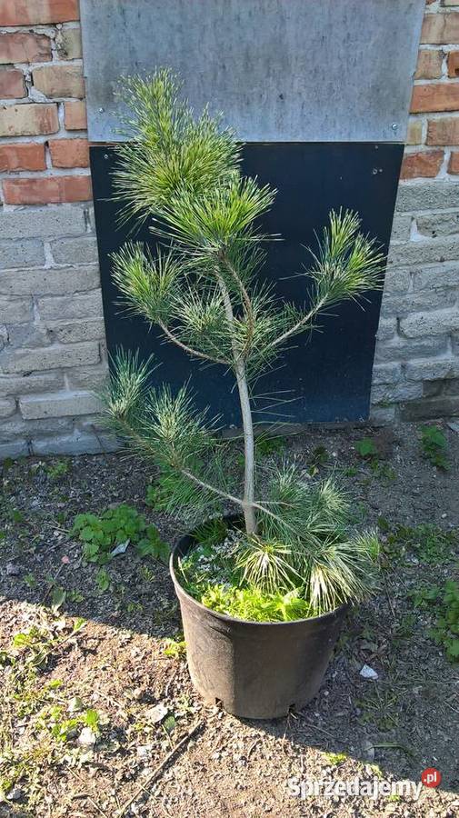 Ogrodowe Bonsai Sosny Iglaste Mszczonów