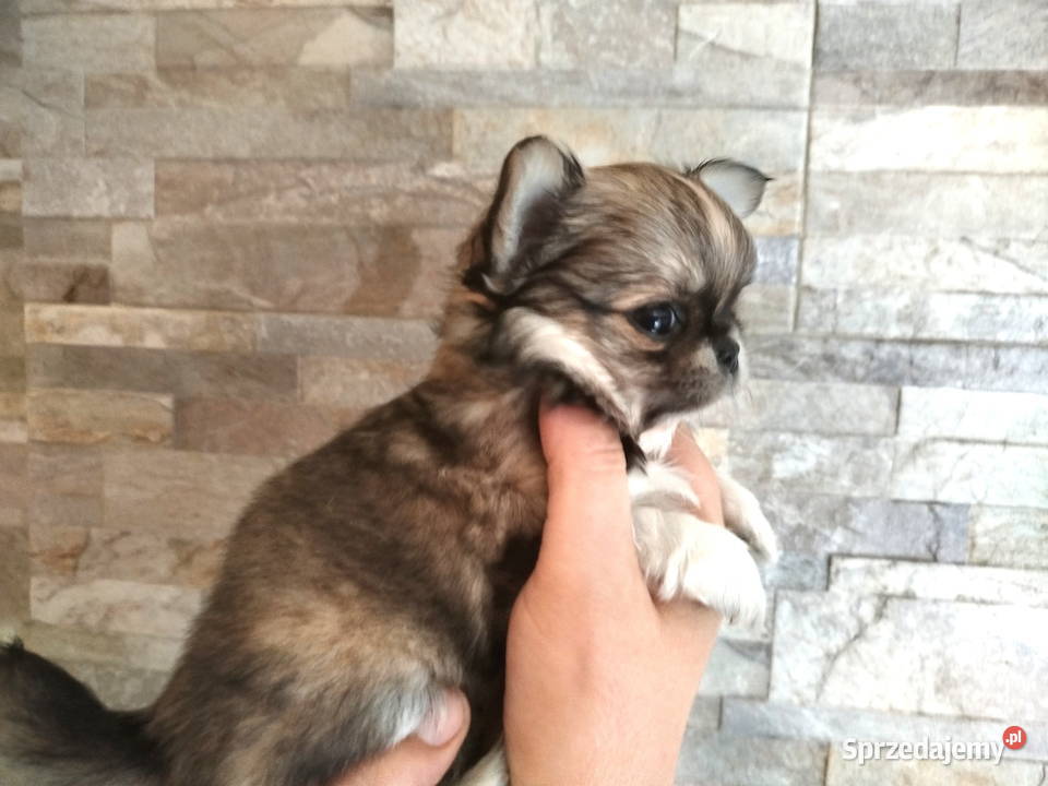 Chihuahua maleńki piesek Konin
