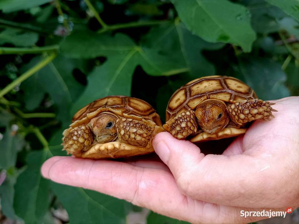 Młode Żółwie pustynne Centrochelys sulcata Rybnik