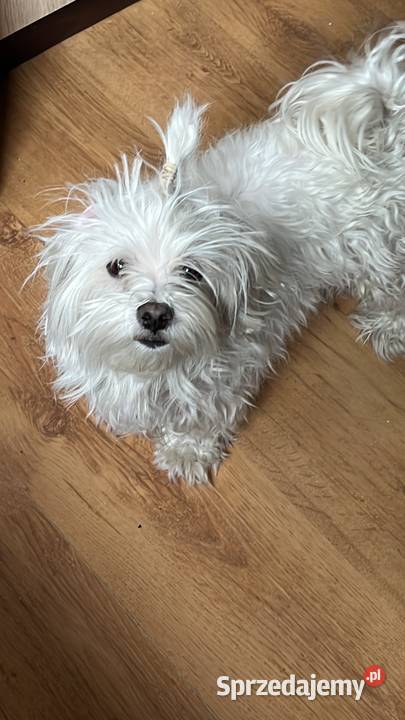 Sprzedam dorosłego maltańczyka Jeziora Wielkie