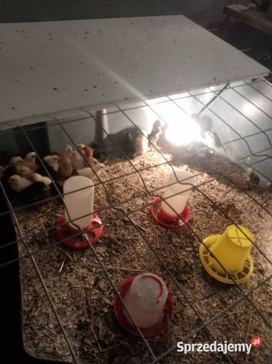 Kurkikoguciki przepiórki pomorskie Skrzeszewo