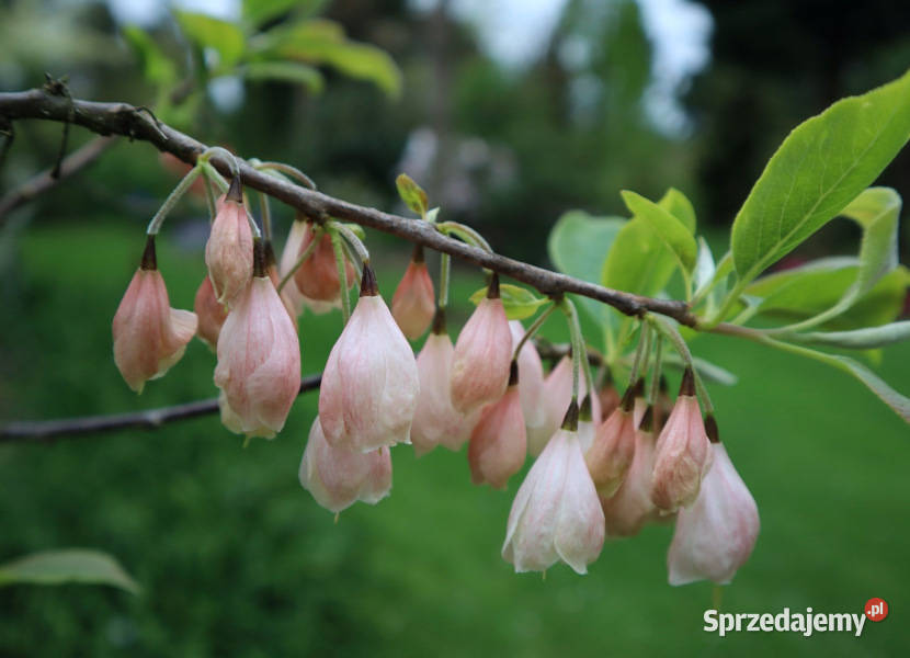 OŚNIEŻA KAROLIŃSKA Halesia carolina NASIONA 30 Lubanie