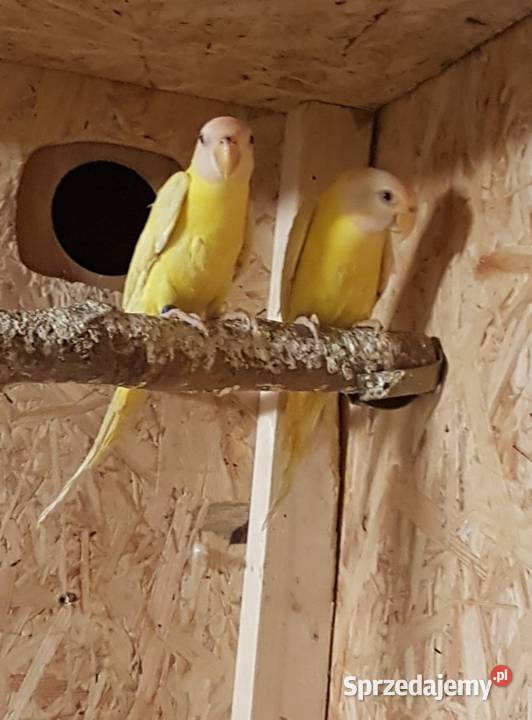 Aleksandretta śliwogłowa lutino śląskie Bystra