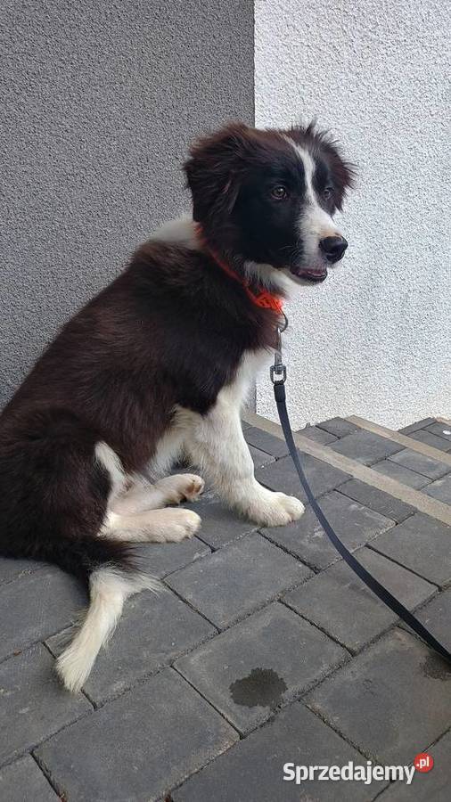 Border collie FCI Legionowo usługi dla zwierząt
