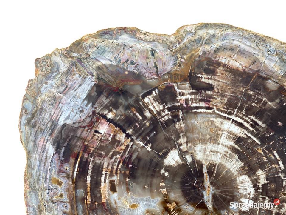 Wielkie skamieniałe drewno Madagaskar 46 x 39 Gryfice