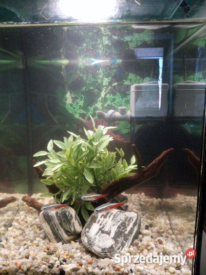 Akwarium kostka 10l Toruń