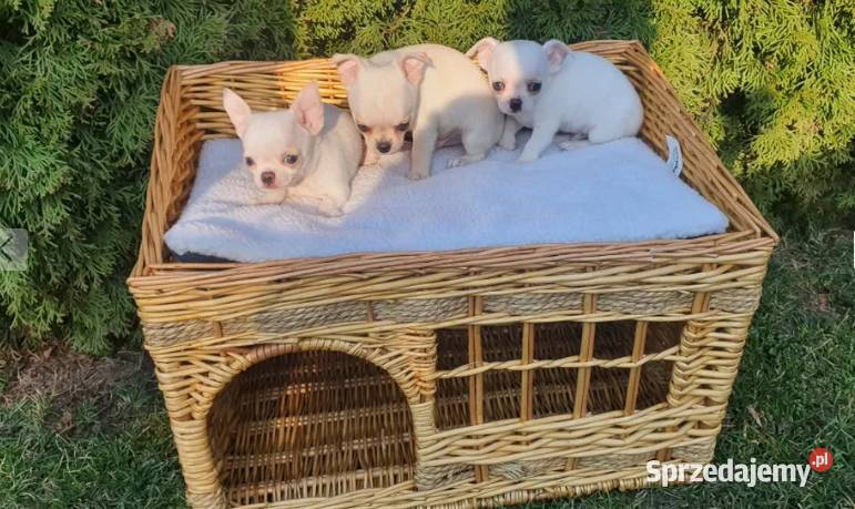 Chihuahua śliczne pieski biale I kremowe Chihuahua Częstochowa