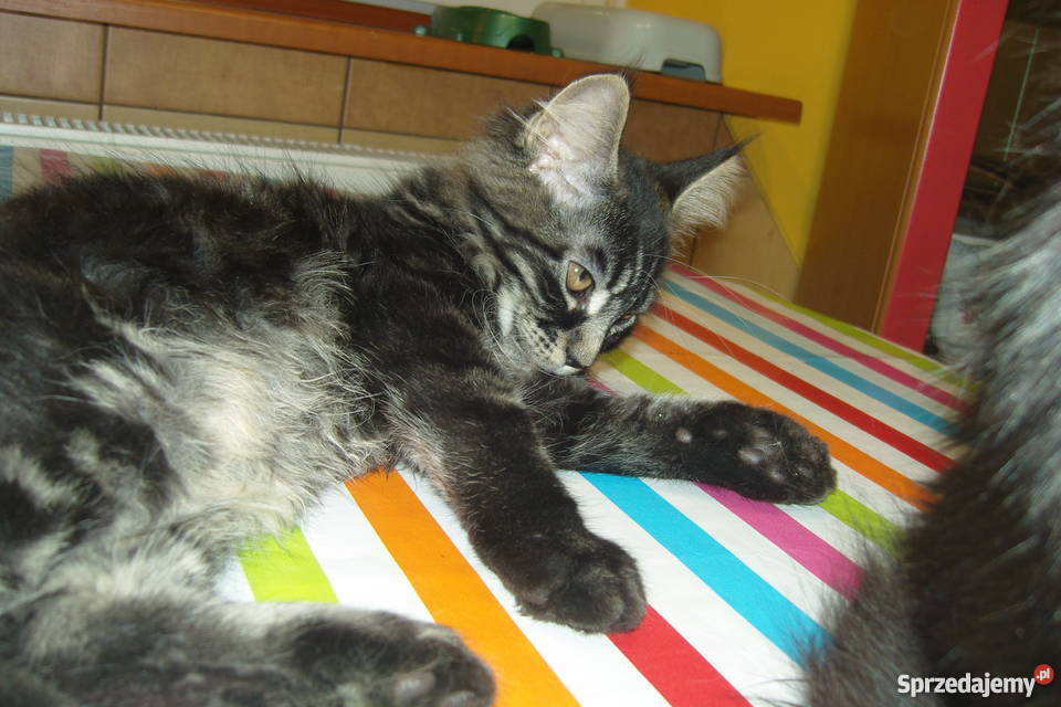 Pręgowany kocurek Maine Coon Aleksandrów Łódzki