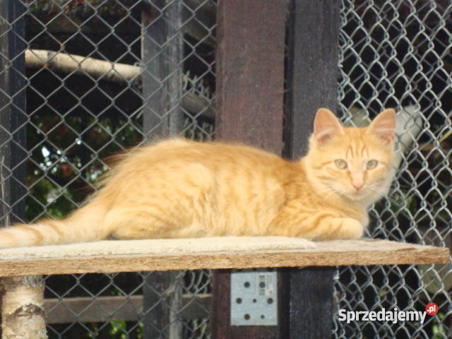 Kocurek Syberyjski rudy pręgowany półroczny Gostyń sprzedam